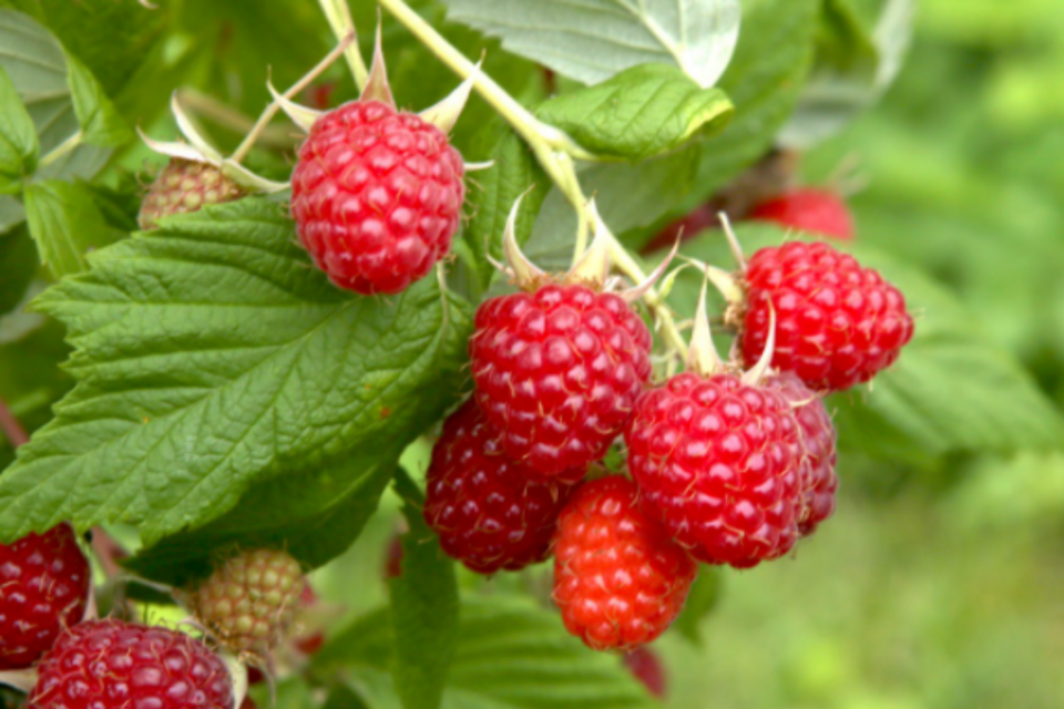 How to Plant Raspberries